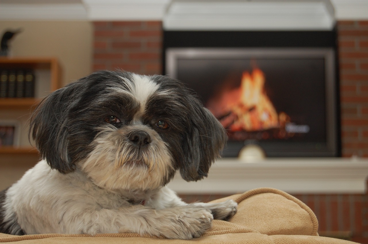 A Guide to Understanding the Shih Tzu